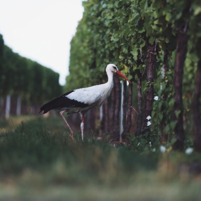 Bio, biodynamisch, natural oder orange. Was bedeutet das?